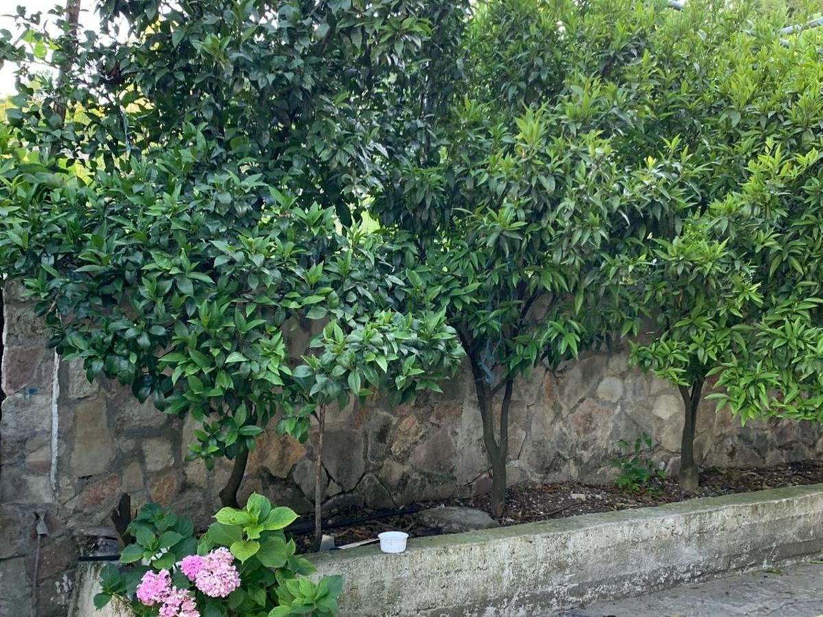 Isaraj Guest House Gjirokastër Exterior foto